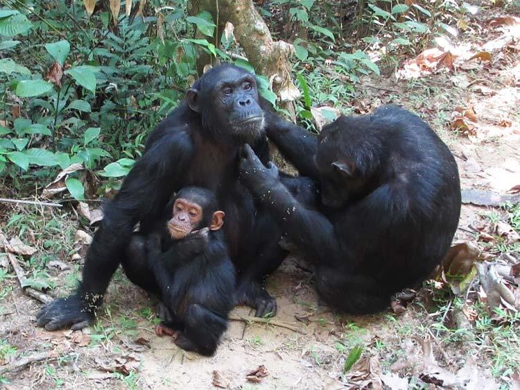 female chimpanzee