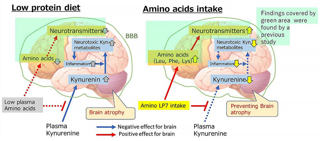 Protein and Brain Health: The Impact of Protein on Cognitive Function