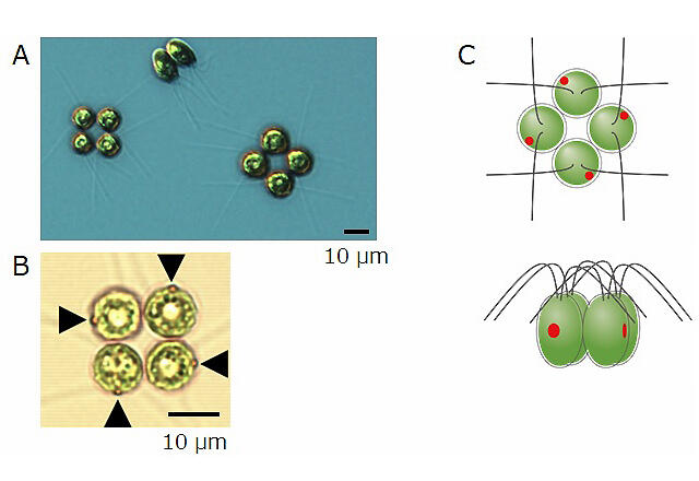 Facts about Green Algae - Biology Wise