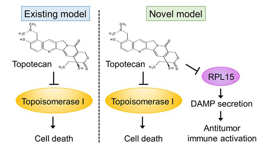 topotecan mechanism of action