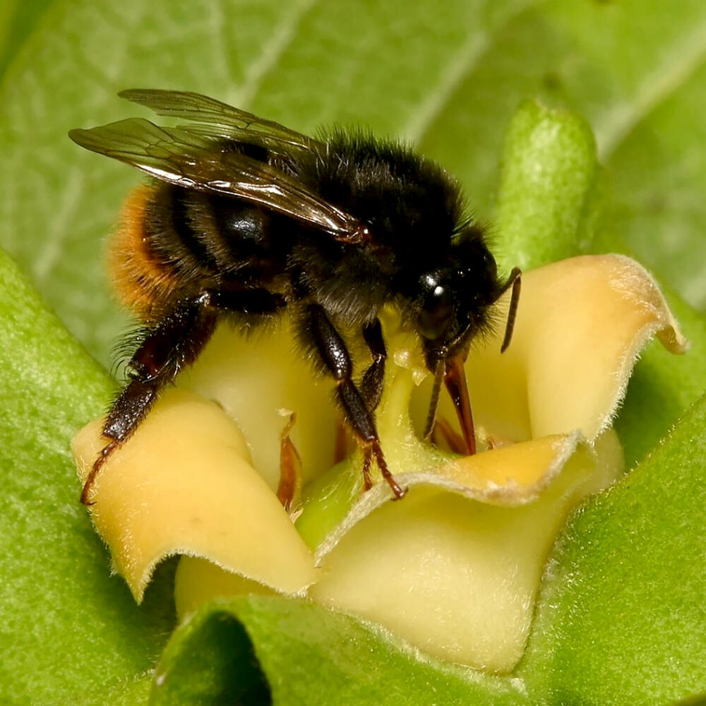 Wild <em>Bombus ardens ardens</em> make great contributions to Japanese  persimmon pollination ― NARO Confirms through survey, News