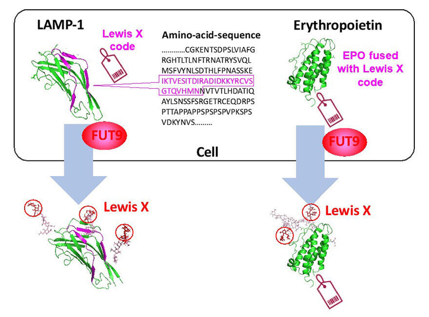 Discovery of regulatory code for glycosylation: Expectations for 