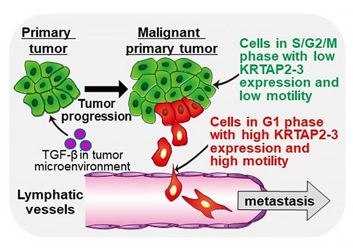 new research in cancer cell