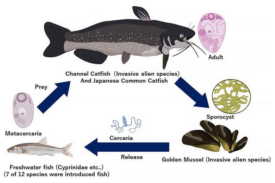 Infection of indigenous fish from golden mussels, a designated invasive  alien species: Life history of foreign species brought to light by Toho  University, News