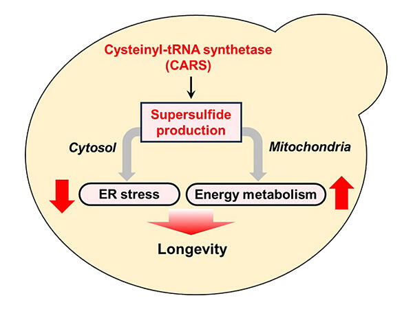 Supersulfides maintain yeast homeostasis and may play a role in 