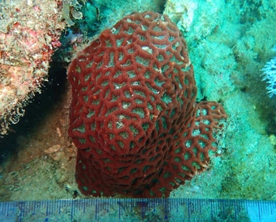 A new hermatypic coral species described in Nichinan, Miyazaki by the ...