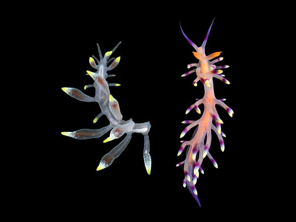 Discovery of a new polychaete species that mimics nudibranchs | News ...