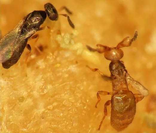 A Story Of Amazing Cooperation Discovery Of Wasps Where Offspring Sex Ratios Are Based On